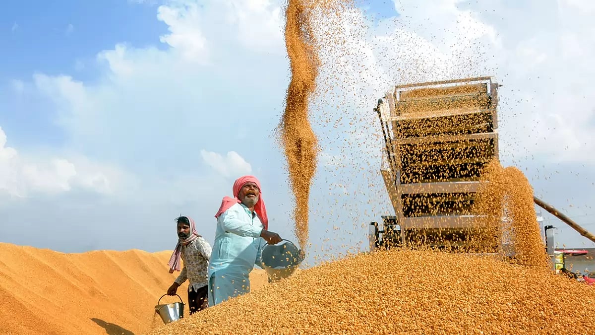 Wheat Production Likely to Rise 2% to All-Time High 1,154.3 Lakh Trillion: Govt Data