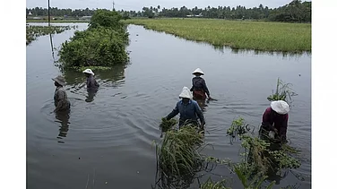 FCI Clarifies Rice Diversion in MP Ethanol Case Limited to 242.50 Quintals, Not 5 Lakh Tonnes as Reported