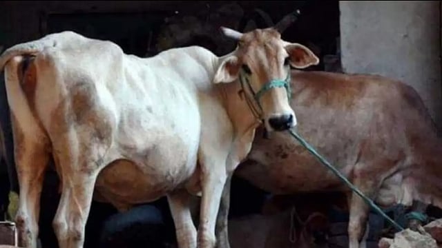 Government Withdraws Draft Livestock And Livestock Products Bill Amid Criticism