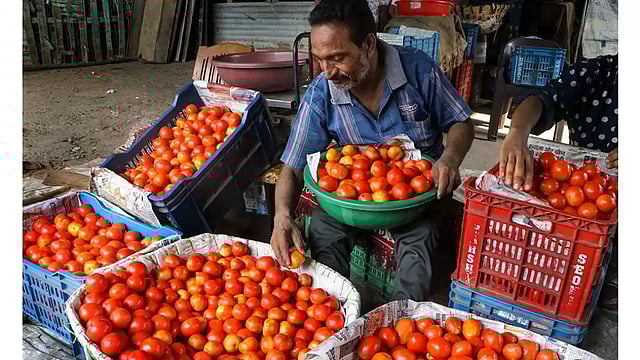 MP Farmers Hit Hard by Drop in Tomato Price at Wholesale Markets