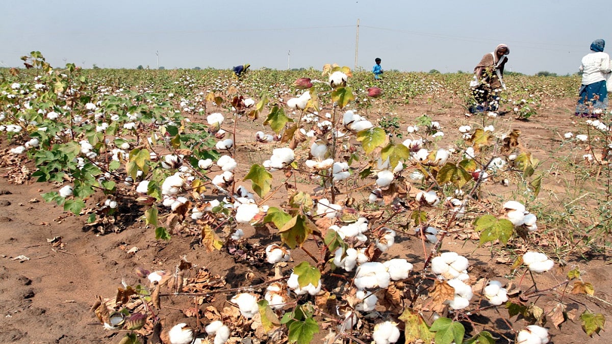 Govt Hikes MSP For Kharif Crops By 4-9% For 2022-23; Paddy Up By Rs 100/Qtl