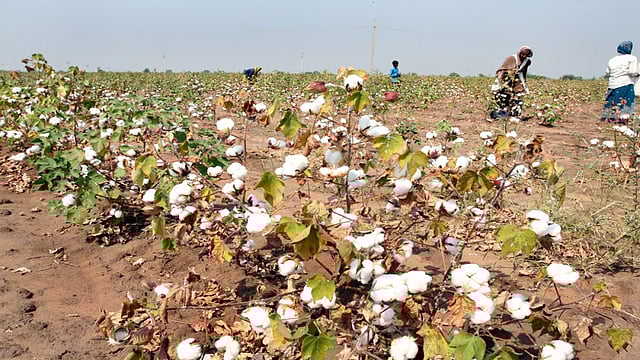 Govt Hikes MSP For Kharif Crops By 4-9% For 2022-23; Paddy Up By Rs 100/Qtl