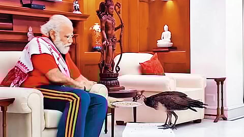 Narendra Modi feeding a peacock at his official residence
