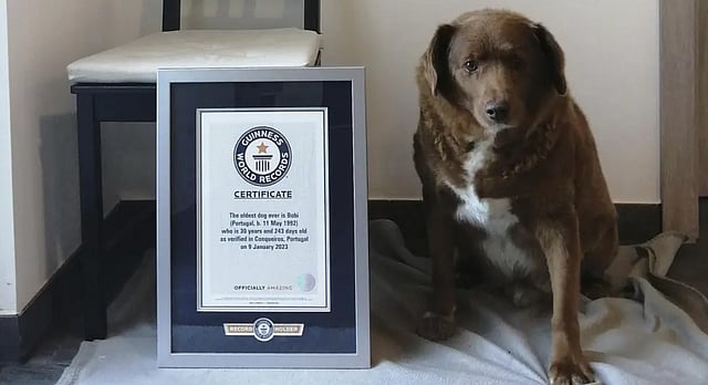 Guinness World Records Suspends World's ‘Oldest Dog Ever’ Title Amid Formal Review