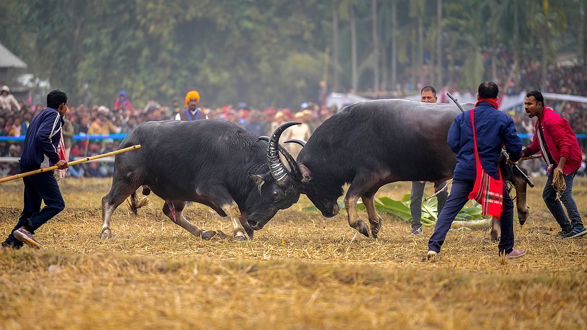 | Photo: AP/Anupam Nath : Animal Fights 