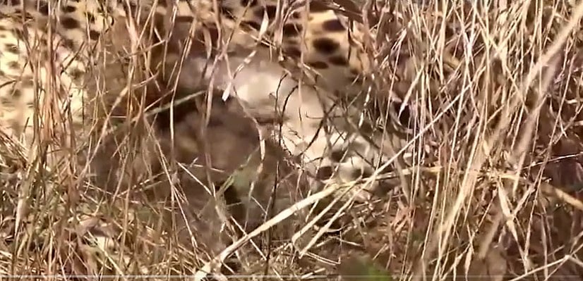 Screen grab from video posted by @byadavbjp on X