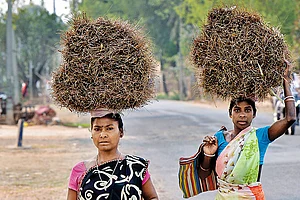 Photo: Tribhuvan Tiwari : Eking out a Living: Tribal women in Godda district of Jharkhand carrying wooden stakes they collected