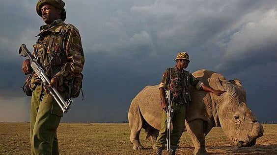 Pinterest : Rhino poaching in South Africa are rising.