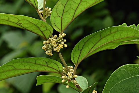 Gymnema Sylvestre