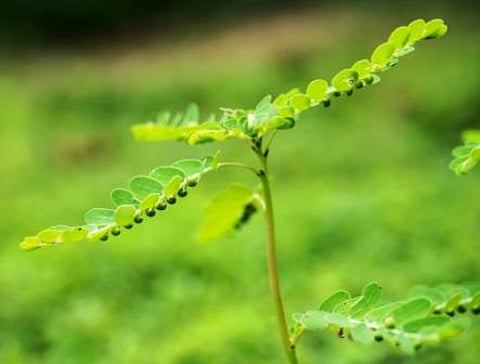Bhumyamalaki (Phyllanthus niruri)