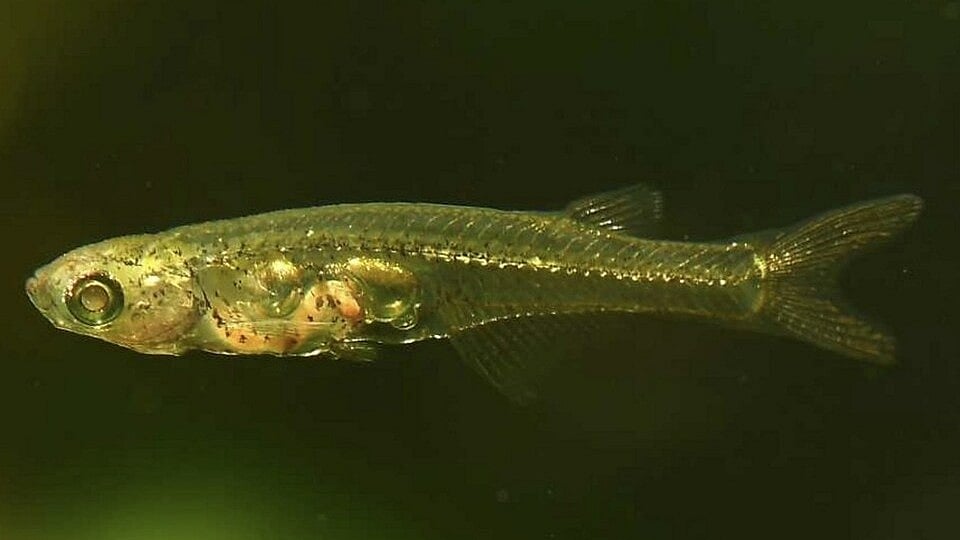 Telegraph : Danionella cerebrum