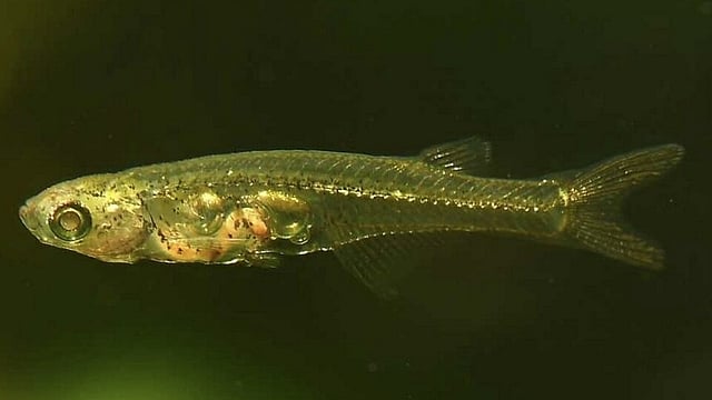 How One Of The World's Smallest Fish Makes Ear-Splitting Sounds Exceeding 140 Decibels