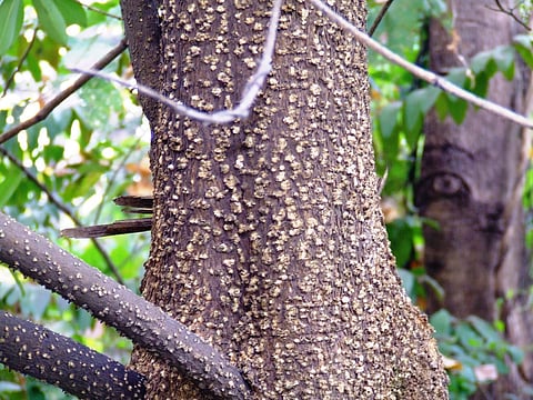 Saptparna ki Chhaal (bark)