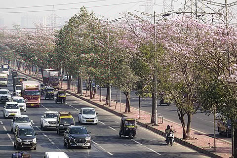 Pink trumpet bloom in Mumbai
