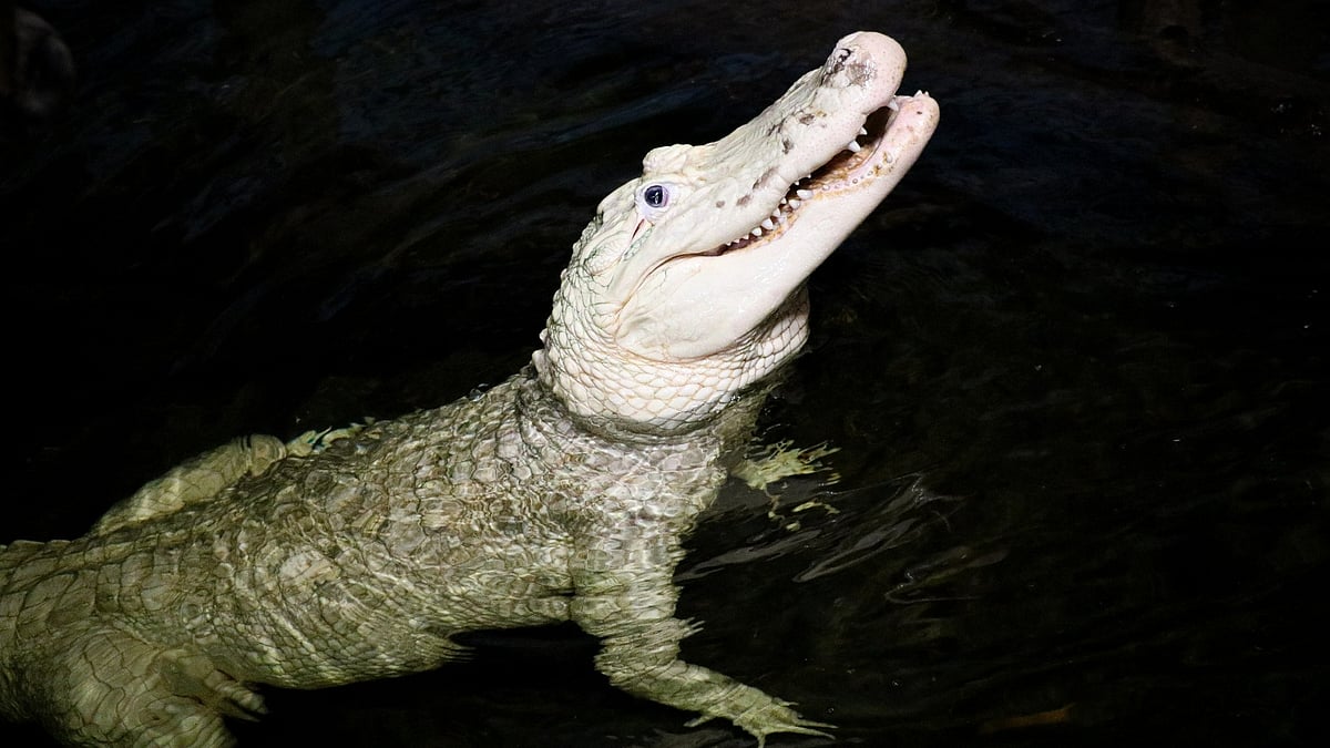 @Omahas Henry Doorly Zoo and Aquarium/Facebook