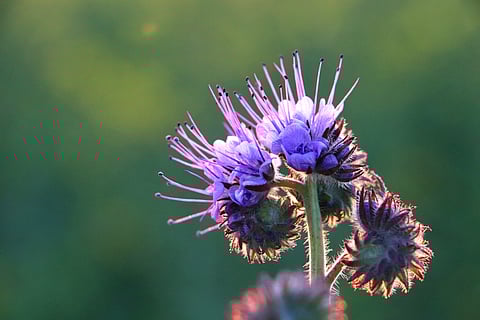 Milk thistle