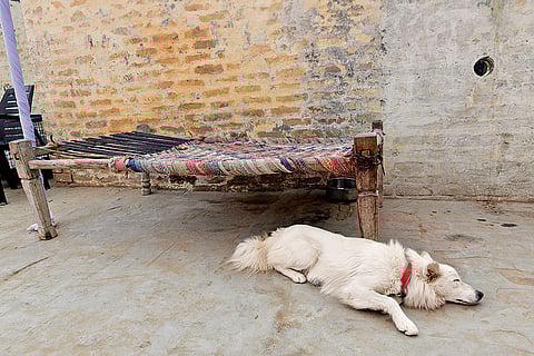 The Singh family recently got home Jimmy, their first pet dog who is as shattered as the family