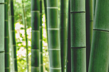 Betting On Bamboo For Health