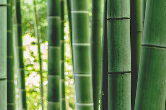 Betting On Bamboo For Health
