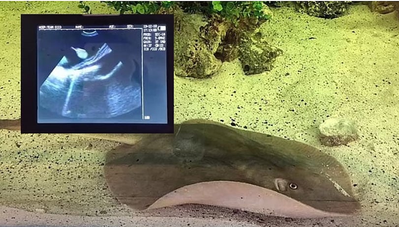 Team ECCO : Charlotte the stingray's ultrasound displayed over an undated image showing the pregnant stingray in her aquarium.