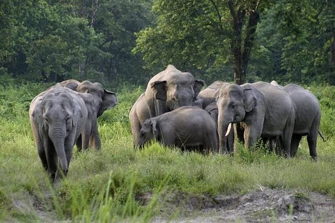 PTI : File photo of elephants in Tamil Nadu forest |