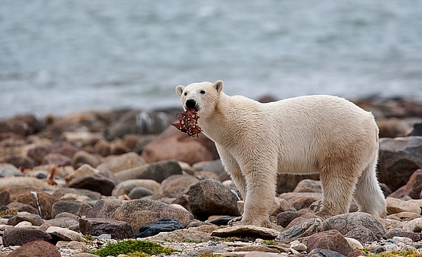 Polar Bears Struggle To Adapt As Climate Change Alters Their Habitat