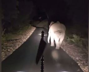 X/@PraodMadhav6 : Wild elephant being chased by car in Tamil Nadu reserve forest