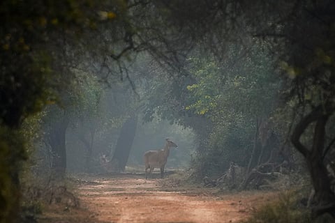 Standalone: Bharatpur Bird Sanctuary