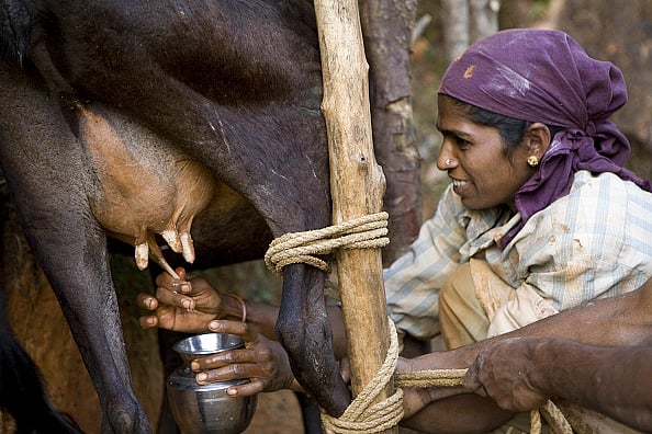Getty Images : The earnings from milk cess on the sale of liquor will be invested in building modern infrastructure for Himachal Pradesh’s dairy sector and boosting the rural economy, said CM Sukhvinder Singh Sukhu.