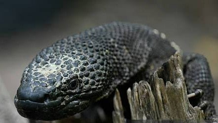 Getty images : Man dies after being bitten by pet Gila monster.