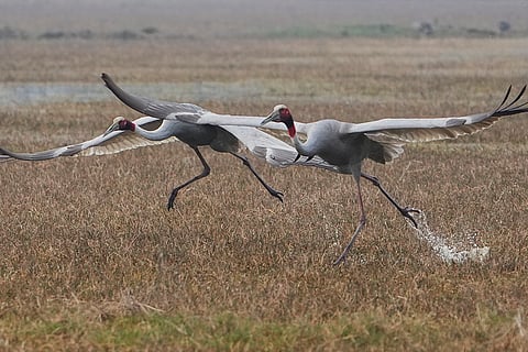 Standalone: Bharatpur Bird Sanctuary