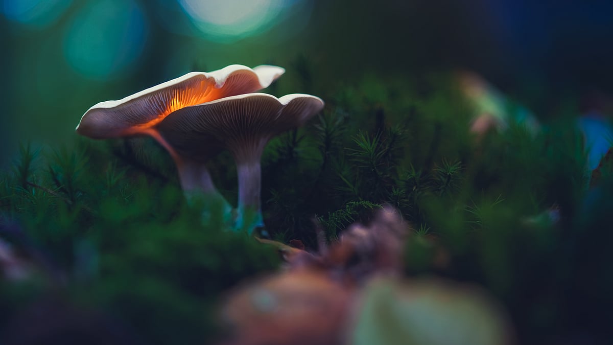 Best Mushroom Gummies