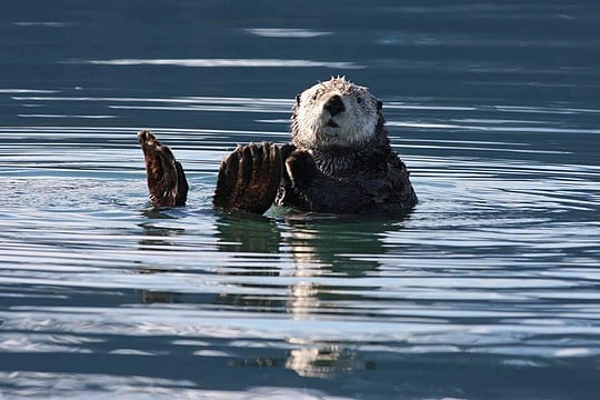 Hungry Sea Otters Are Saving California's Marshland from Erosion, Study Finds