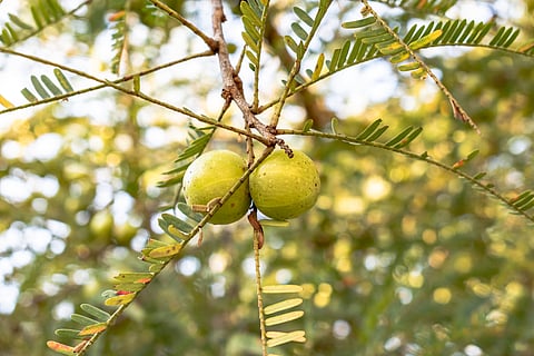 Amla