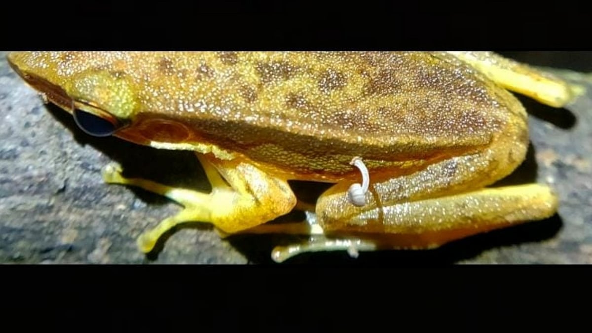 Lohit Y. T./Linkendin : A mushroom sprouting out of a frog.