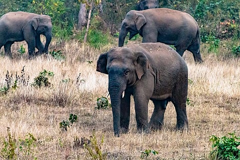 Udanti Sitanadi tiger reserve
