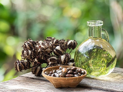 Castor Seed Oil
