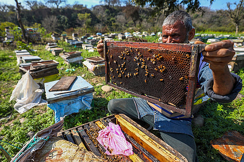 Bee farm in Jammu