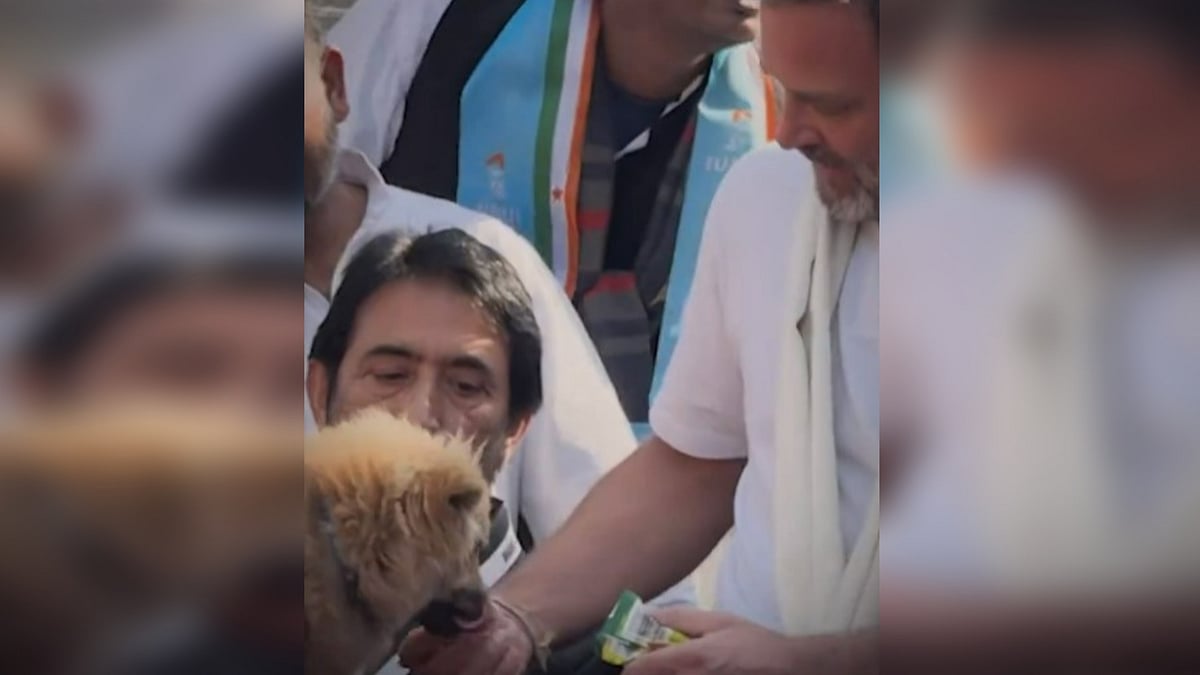 Screen grab from video posted on X/@bharatjodo : Rahul Gandhi's clarification came after a video showing him offering a biscuit rejected by a dog to a person went viral |