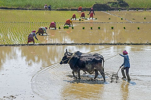 Standalone: Farmer at a field in Nadia