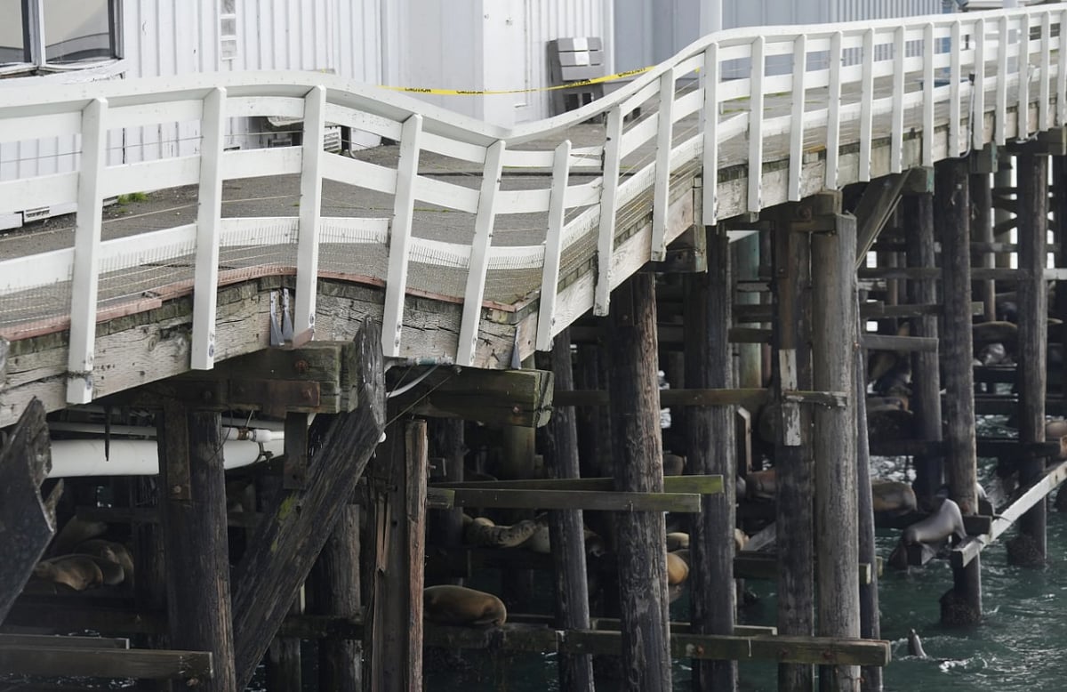 People look toward sea lions resting below the Santa Cruz Wharf - (Image: AP)