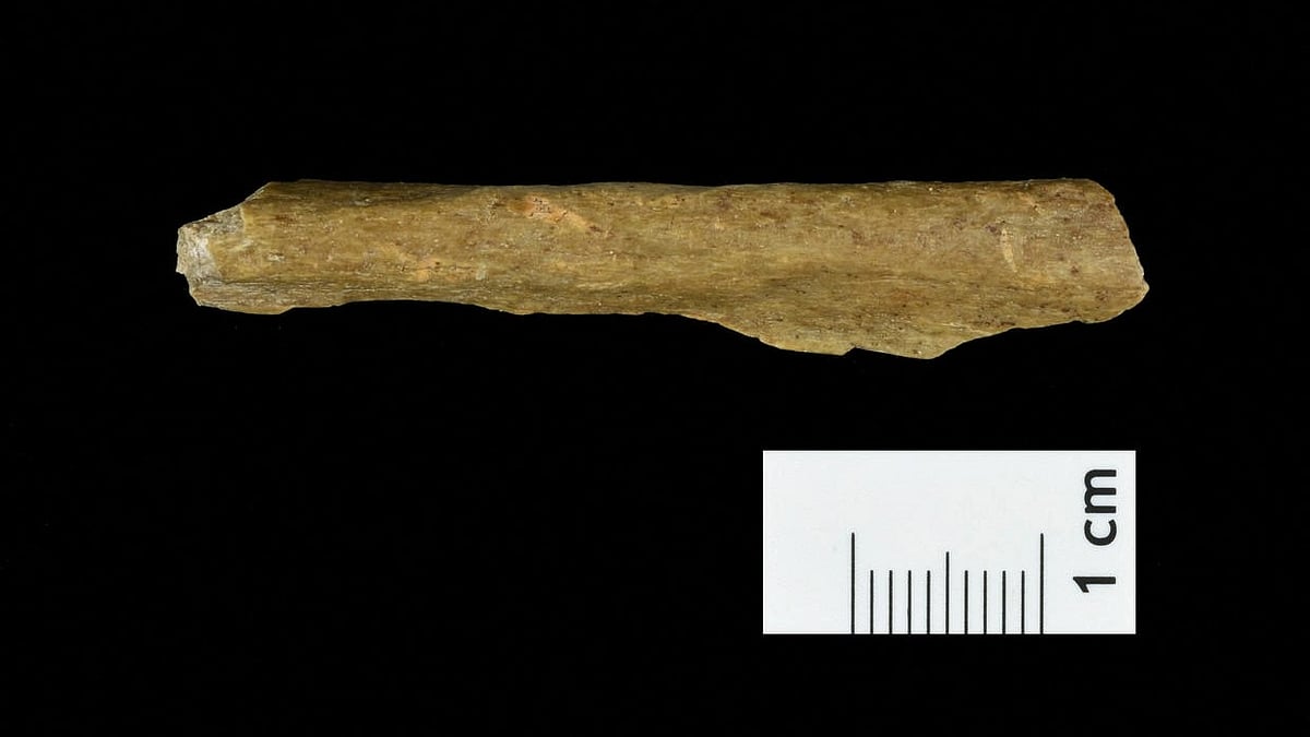 Image: Reuters : A Homo sapiens bone fragment from excavations at a cave site in the German town of Ranis 
A Homo sapiens bone fragment from excavations at a cave site in the German town of Ranis provides new insight into the arrival of Homo sapiens in the region thousands of years earlier than previously known, is seen in a composite image, in this undated handout picture.