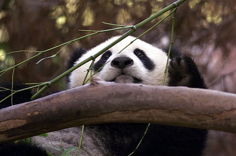 San Diego Zoo To Get Pandas From China