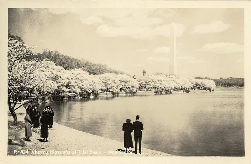 Cherry Blossoms Vintage Postcard