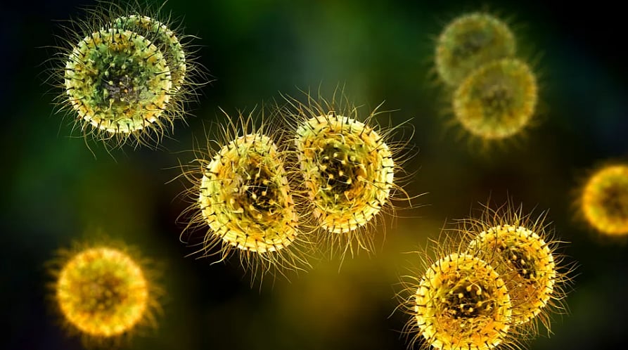 Getty Images : Meningitis Bacteria