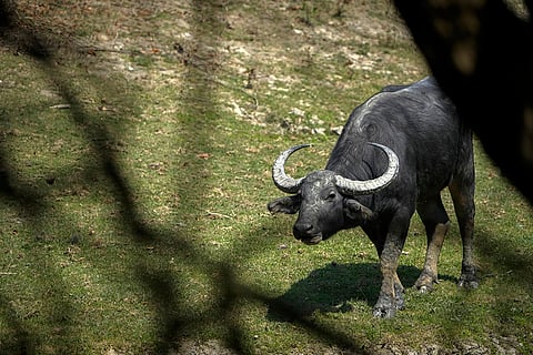 Pobitora Wildlife Sanctuary