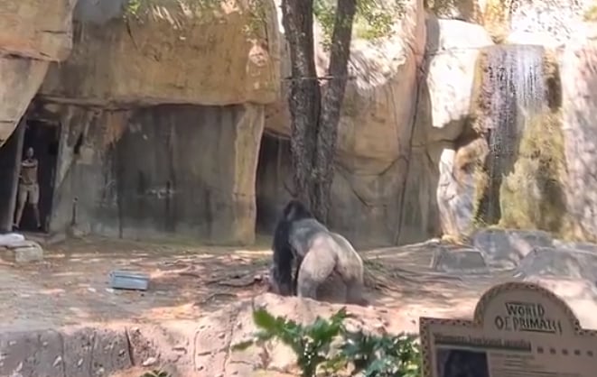 Caught On Cam Texas Zoo Keepers Trapped In Enclosure With Silverback