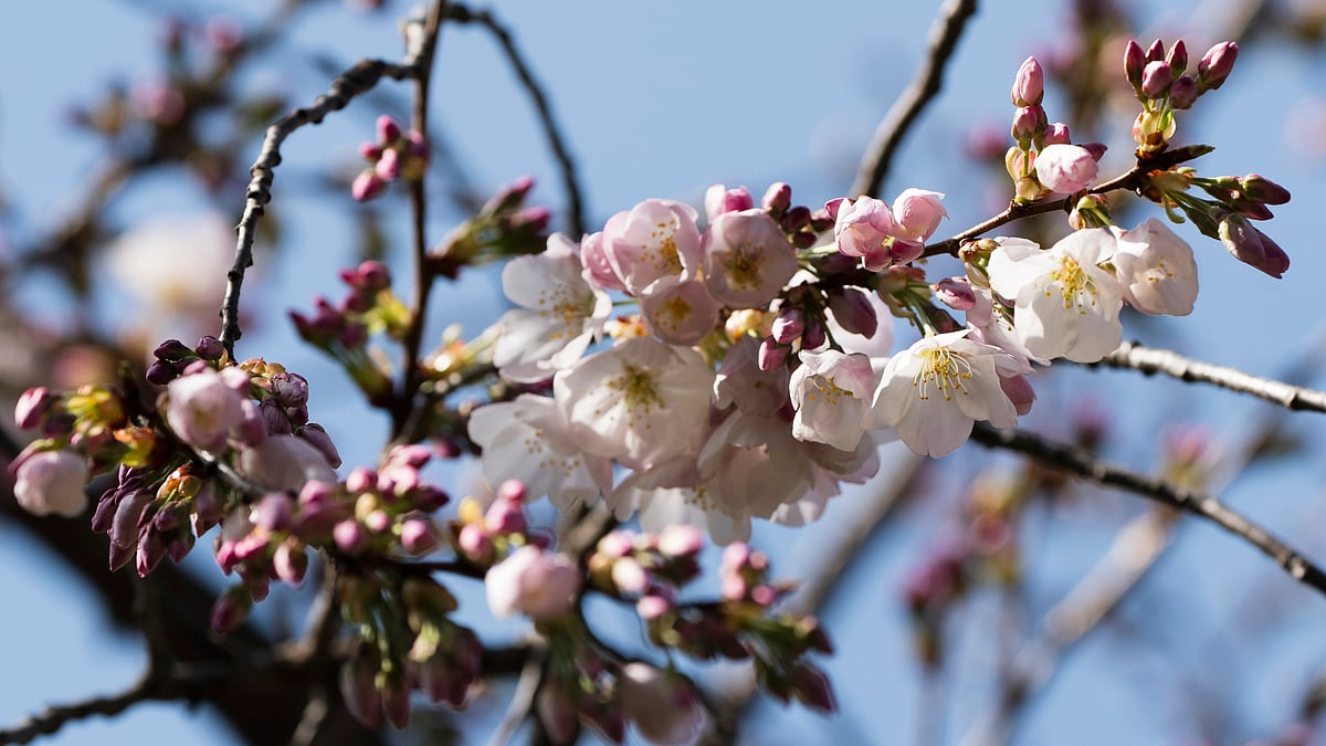 AP : Cherry Blossom Peak Bloom in Washington.