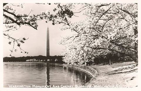 Cherry Blossoms Vintage Postcard