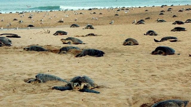 Tamil Nadu: GoMMNP Releases 80 Olive Ridley Turtle Hatchlings Into Sea
